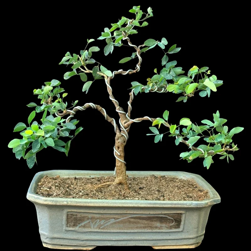 PITHOECOLOBIUM DULCE JUNGLE JALEBI